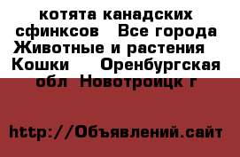 котята канадских сфинксов - Все города Животные и растения » Кошки   . Оренбургская обл.,Новотроицк г.